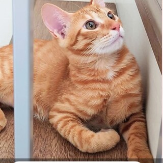 ワンちゃんとも仲良し⭐︎ボブテール♡カギしっぽ♡