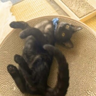 黒猫・くう♂甘えん坊