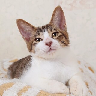 【1/21譲渡会】兄妹一！度胸のあるライト君