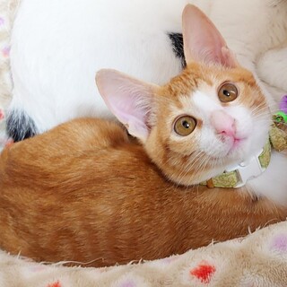 【11/5譲渡会】甘えん坊バース君