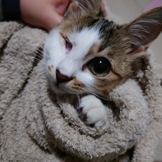 生後約3ヶ月の子猫の里親募集しています。