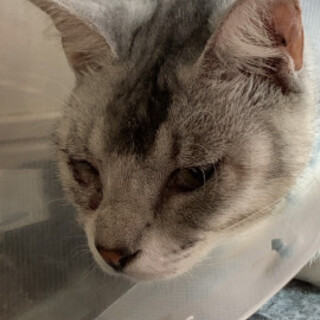 優しくて甘えっ子のはいろちゃん♀１歳