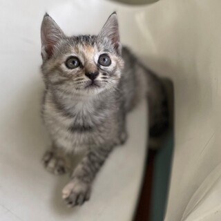 変わった毛色のみつきちゃん