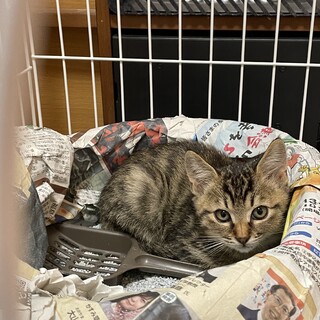 とっても可愛いキジトラ君　アメショー系　オス