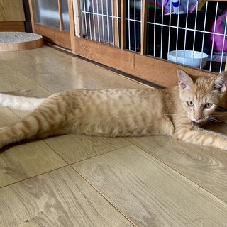 甘えん坊のゴロゴロの可愛い子猫ちゃん