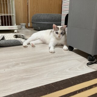 甘えん坊の可愛い女の子