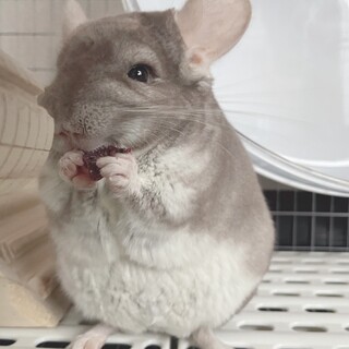 チンチラ 2歳オス シナモン