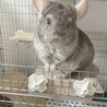 チンチラ 2歳オス シナモン サムネイル2