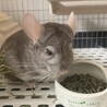 チンチラ 2歳オス シナモン サムネイル3