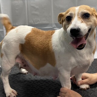 【お迎え交渉中の為募集停止します】ジャックちゃん♀