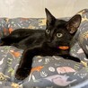 可愛い黒猫♪　チップくん サムネイル4