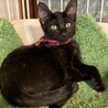 可愛い黒猫♪　チップくん サムネイル5