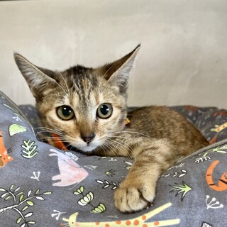 綺麗な麦わら♪　ラムネちゃん