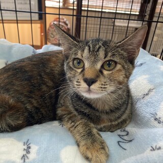 四季ニャンズのなつです❣️