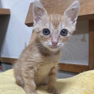 交渉中です。パイン君