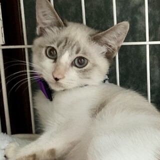 シャムMIX兄妹♪　ミルクくん