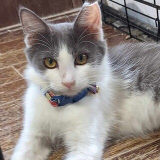 ゴージャスな猫になる、長毛白グレーのティンクル君！