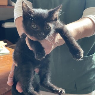 超かわいい1か月半兄弟黒猫キジ猫べた慣れ