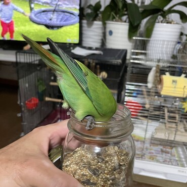 小屋掃除をしていると必ず邪魔に来ます