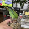 小屋掃除をしていると必ず邪魔に来ます