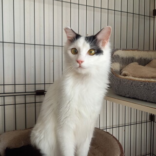 長毛の美男子☆めるくん