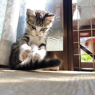 綺麗なサバトラのかづきくん