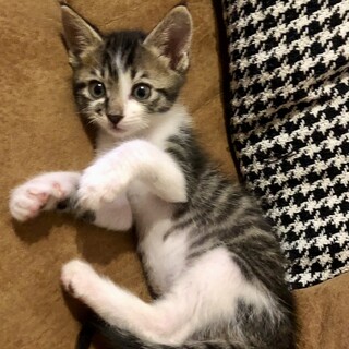 控えめな草食系男子。でもやる時はやります！ジル