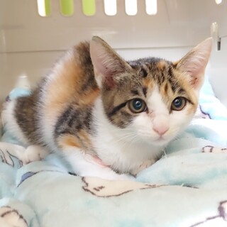 おっとりなレムちゃん