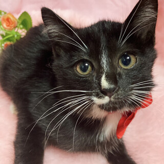 ８月生まれ３兄弟！靴下がオシャレ『ゆうげ』