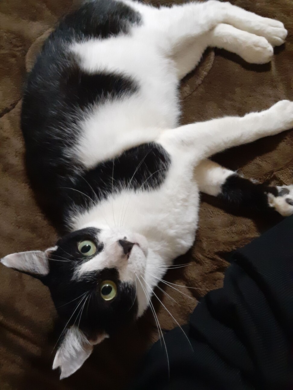 撫でて撫でての甘えん坊　白黒　トム君 サムネイル2