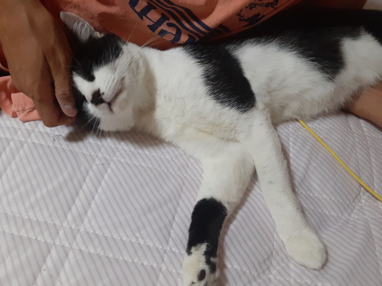 撫でて撫でての甘えん坊　白黒　トム君 サムネイル4