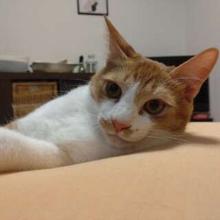 甘えん坊の食いしん坊♪　ガボット♂