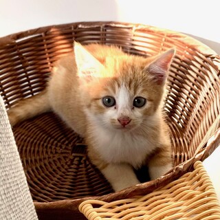 1.5ヶ月子猫、里親募集中