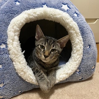 四季ニャンズのあきくん♪