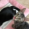 四季ニャンズのあきくん♪ サムネイル2