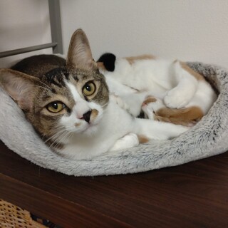 ビビリんちょな カンパネラ♂