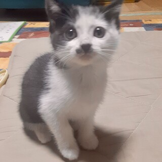 人馴れ抜群　短い尻尾がキュート　すいちゃん