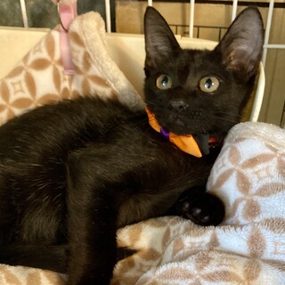 可愛い黒猫♪　チップくん