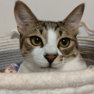 ナデナデ大好き♡　エリーゼ