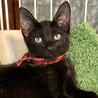 可愛い黒猫♪　チップくん サムネイル3
