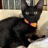 可愛い黒猫♪　チップくん サムネイル2