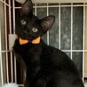 可愛い黒猫♪　チップくん サムネイル6