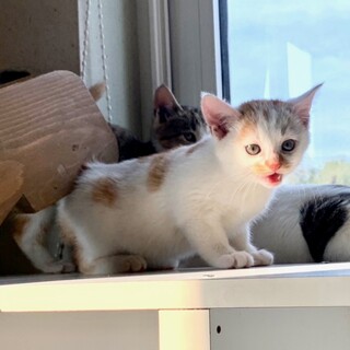 1.5ヶ月子猫、里親募集中