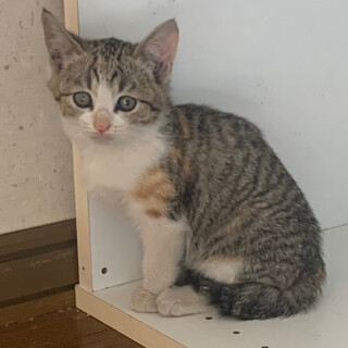 1.5ヶ月子猫、里親募集中