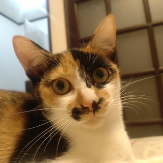 ツンデレからデレに♡　カノン♀