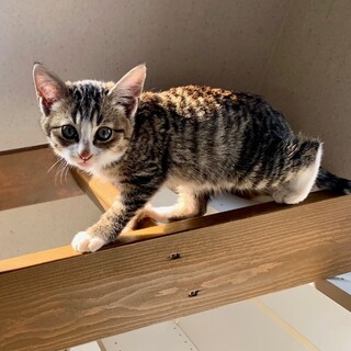 1.5ヶ月子猫、里親募集中