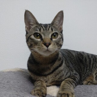 元気いっぱい お転婆娘♪　ポム♀