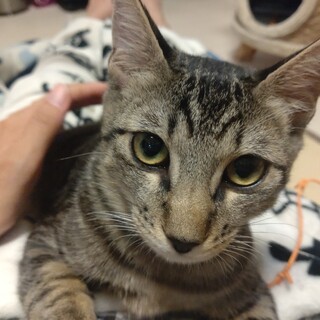 ほんのり鍵しっぽ キジトラ男子　カウル♂