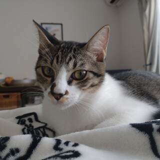 甘えん坊のキジ白男子　ヨルム♂