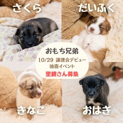 わんsmile　犬の譲渡会